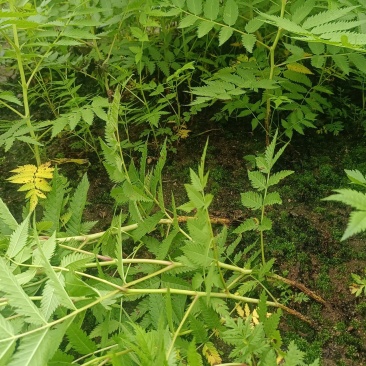 珍珠梅小苗播种，价格低，质量好，量大优惠