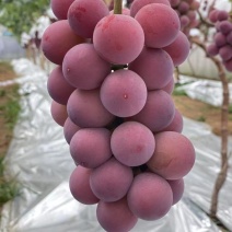 妮娜皇后葡萄一件代发空运包邮48小时之内送达