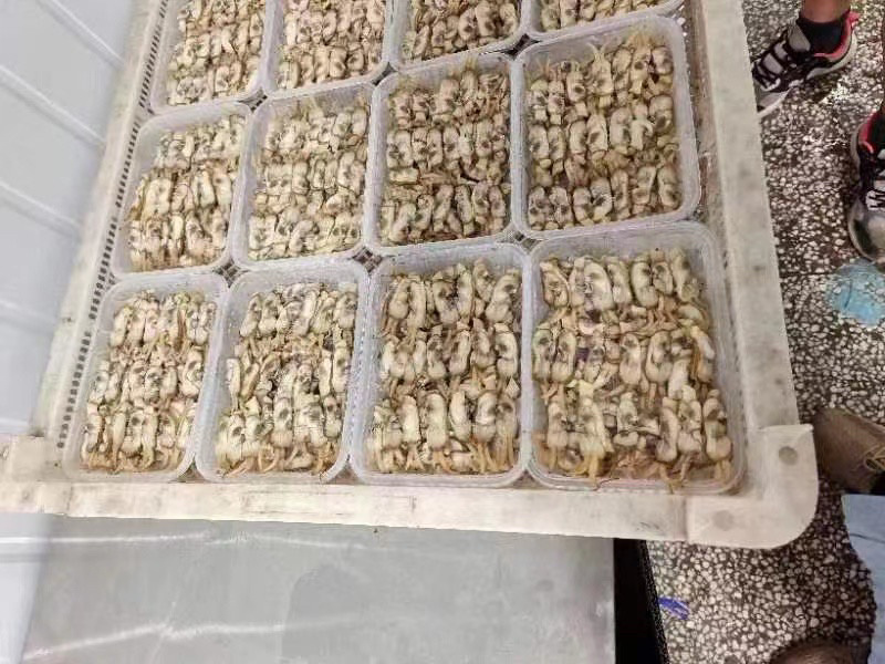 无沙美人蛏小人仙蛏子肉圣子肉双头蛏海蛏王鲜冻无沙去壳