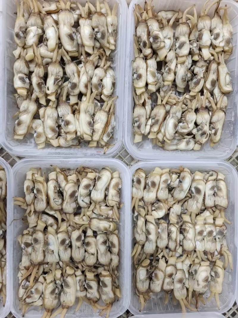 无沙美人蛏小人仙蛏子肉圣子肉双头蛏海蛏王鲜冻无沙去壳
