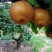 香兰梨，个头大，果型好看，香甜可口。
