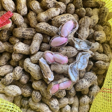 鲜花生，过筛，人工手选