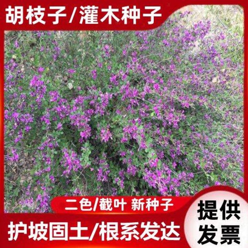 截叶胡枝子种子胡枝子种子公路绿化护坡固土当年新种子