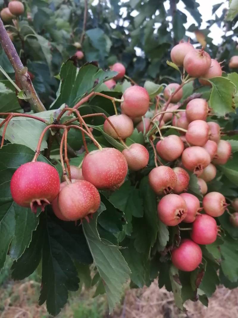 七月红山楂