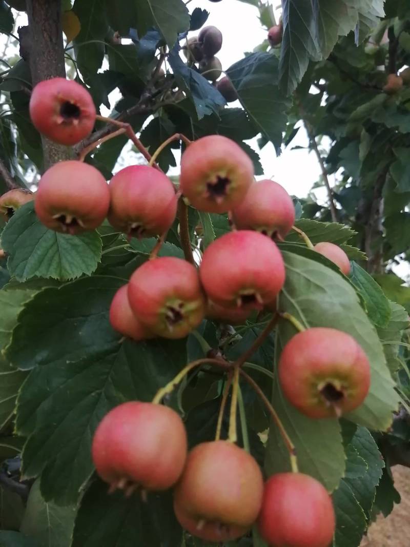 七月红山楂