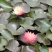 【优选】安新睡莲水生植物精品优选量大从优品质保证欢迎采购