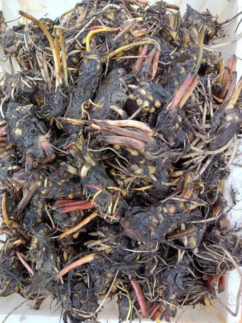 【优选】安新睡莲水生植物精品优选量大从优品质保证欢迎采购