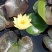 【优选】安新睡莲水生植物精品优选量大从优品质保证欢迎采购