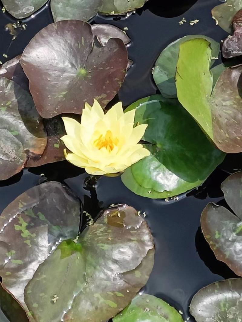 【优选】安新睡莲水生植物精品优选量大从优品质保证欢迎采购