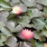 【优选】安新睡莲水生植物精品优选量大从优品质保证欢迎采购
