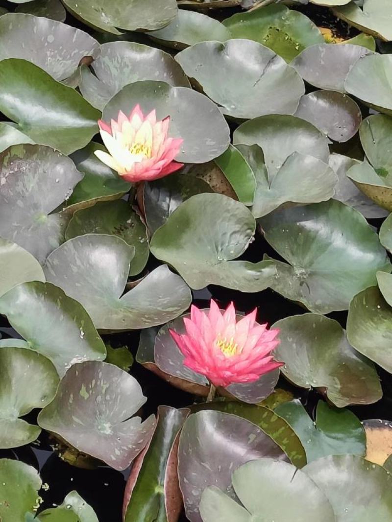【优选】安新睡莲水生植物精品优选量大从优品质保证欢迎采购