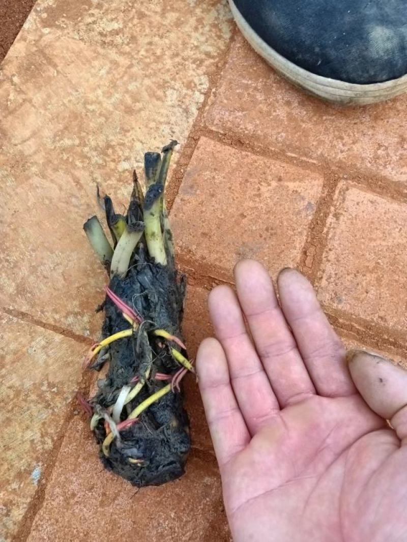 【优选】安新睡莲水生植物精品优选量大从优品质保证欢迎采购