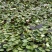 【优选】安新睡莲水生植物精品优选量大从优品质保证欢迎采购
