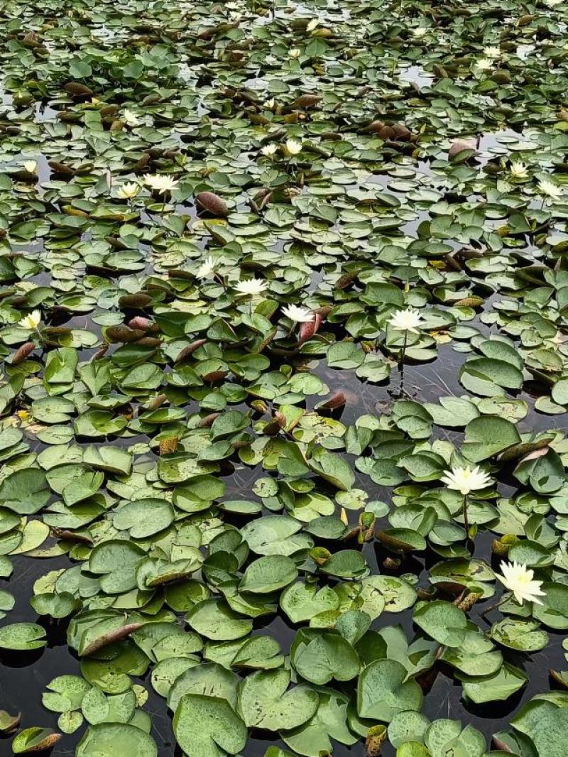 【优选】安新睡莲水生植物精品优选量大从优品质保证欢迎采购