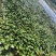 【优选】安新睡莲水生植物精品优选量大从优品质保证欢迎采购