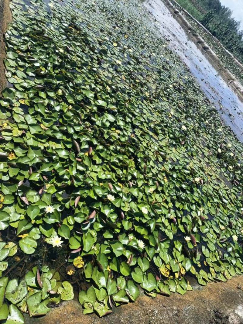 【优选】安新睡莲水生植物精品优选量大从优品质保证欢迎采购
