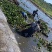 【优选】安新睡莲水生植物精品优选量大从优品质保证欢迎采购