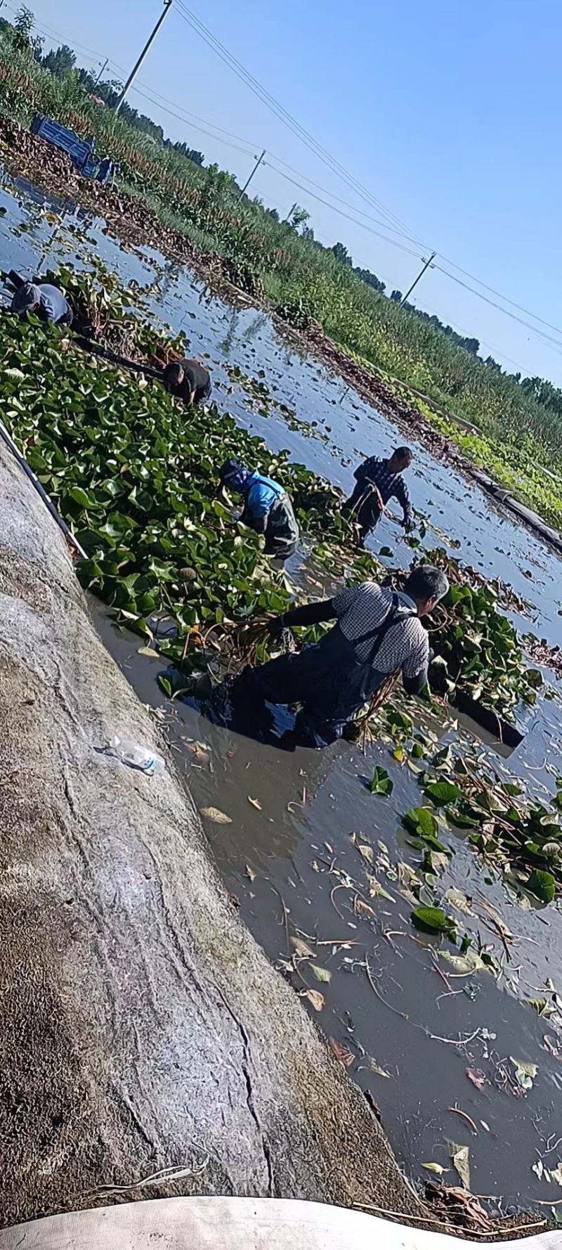 【优选】安新睡莲水生植物精品优选量大从优品质保证欢迎采购