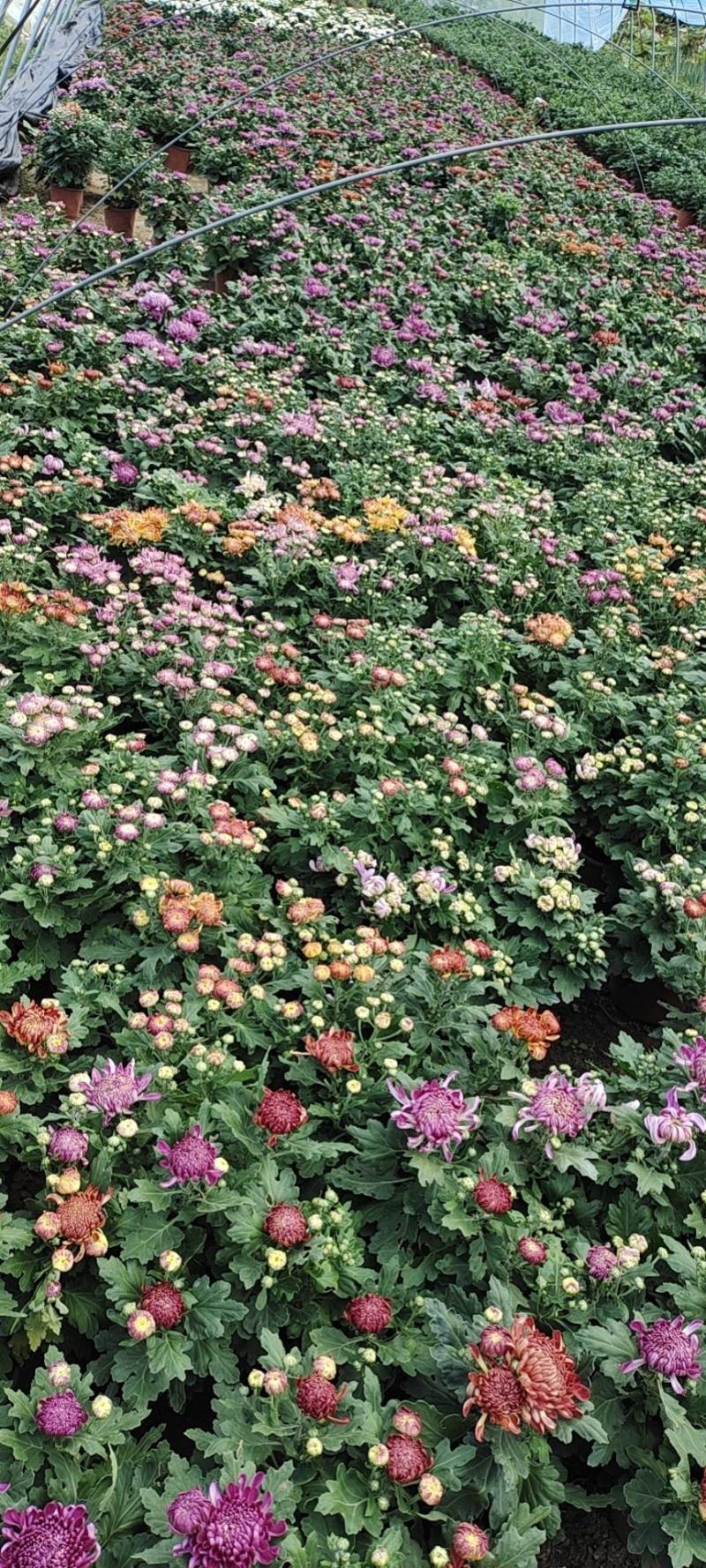 菊花盆栽，国庆菊，千头菊，大菊，摆花卉盆栽种植