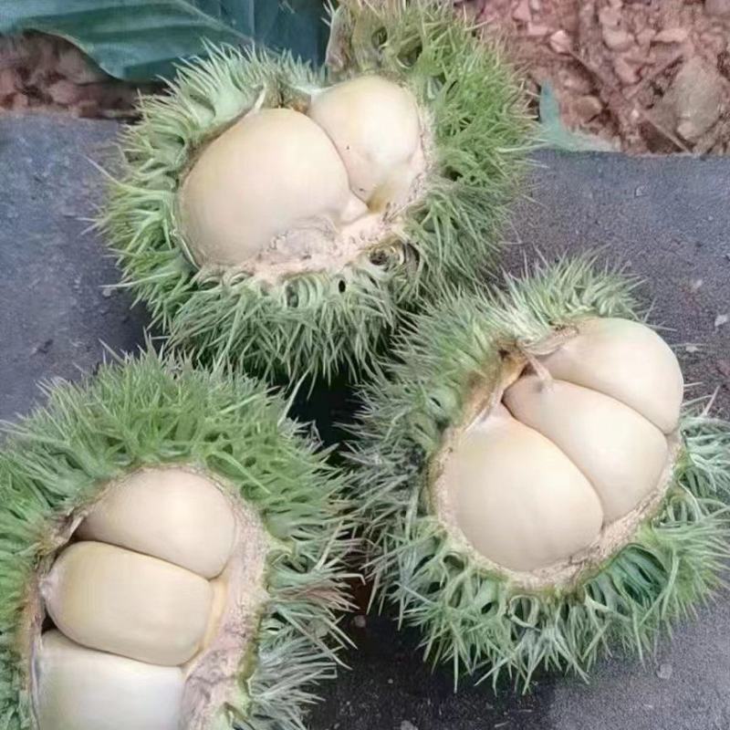 板栗刺球大量上市欢迎前来选购