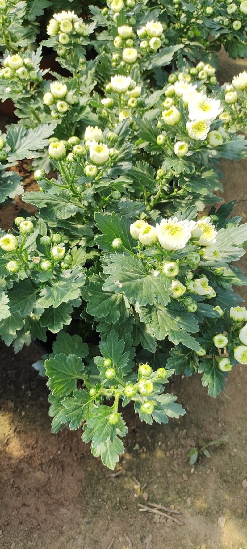 菊花盆栽，国庆菊，千头菊，大菊，摆花卉盆栽种植