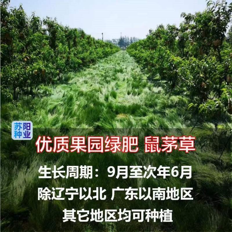 鼠茅草种子果园树林绿肥种子鼠茅草种子正品种子
