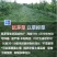鼠茅草种子果园树林绿肥种子鼠茅草种子正品种子