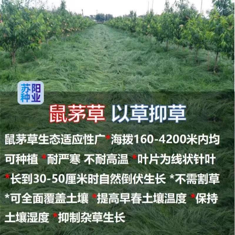 鼠茅草种子果园树林绿肥种子鼠茅草种子正品种子