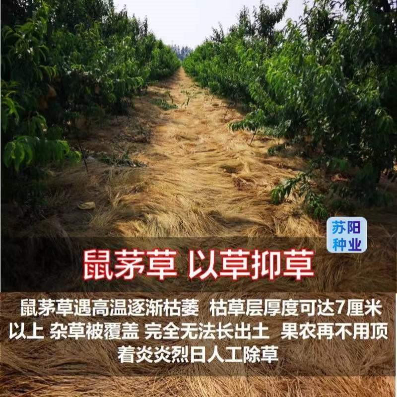 鼠茅草种子果园树林绿肥种子鼠茅草种子正品种子
