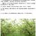 鼠茅草种子果园树林绿肥种子鼠茅草种子正品种子