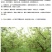 鼠茅草种子果园树林绿肥种子鼠茅草种子正品种子