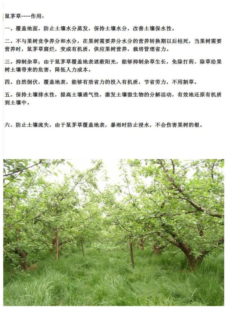 鼠茅草种子果园树林绿肥种子鼠茅草种子正品种子