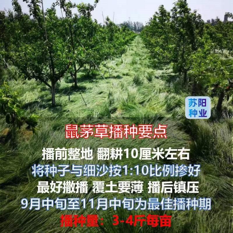 鼠茅草种子果园树林绿肥种子鼠茅草种子正品种子