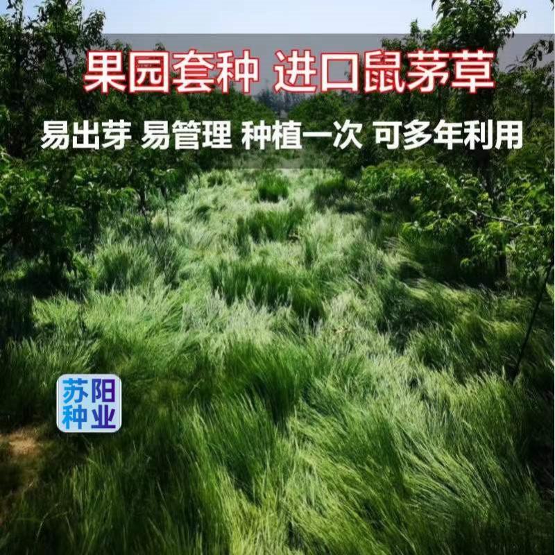 鼠茅草种子果园树林绿肥种子鼠茅草种子正品种子