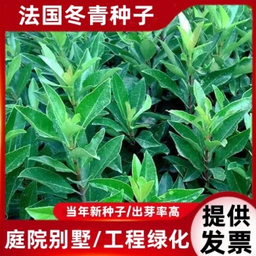 新采法国冬青种子庭院别墅工程绿化园林种植大叶冬青小叶冬青