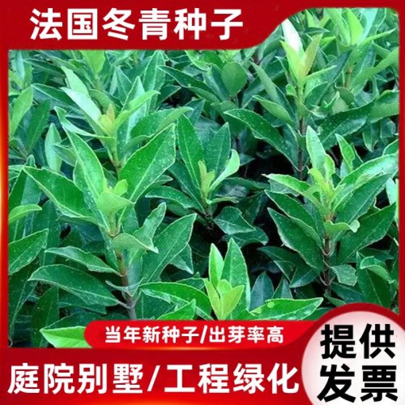新采法国冬青种子庭院别墅工程绿化园林种植大叶冬青小叶冬青