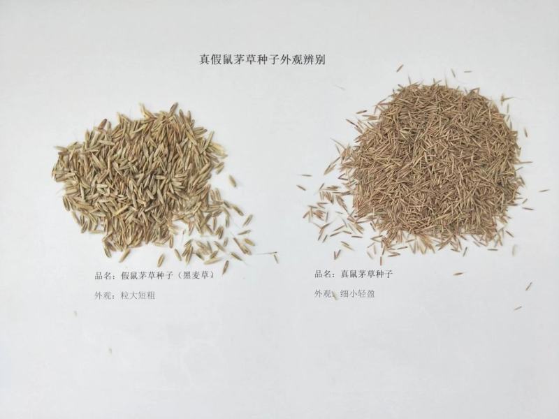 鼠茅草种子果园树林绿肥种子鼠茅草种子正品种子