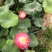 【量大从优】安新荷花各种水生植物品质保证量大从优欢迎