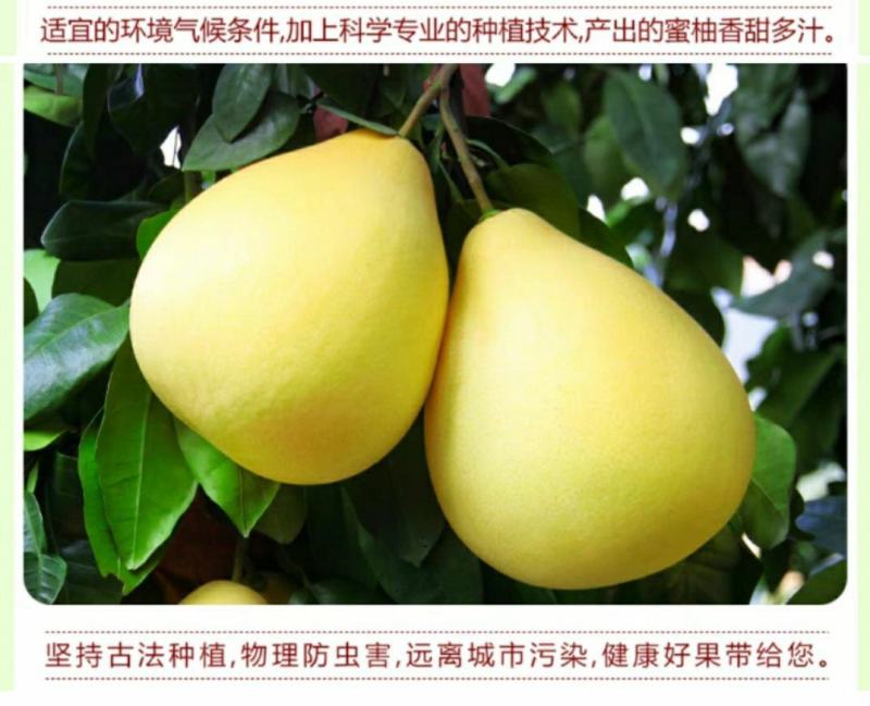 红心柚子三红柚子福建平和琯溪蜜柚三红柚葡萄柚