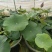 【量大从优】安新荷花各种水生植物品质保证量大从优欢迎