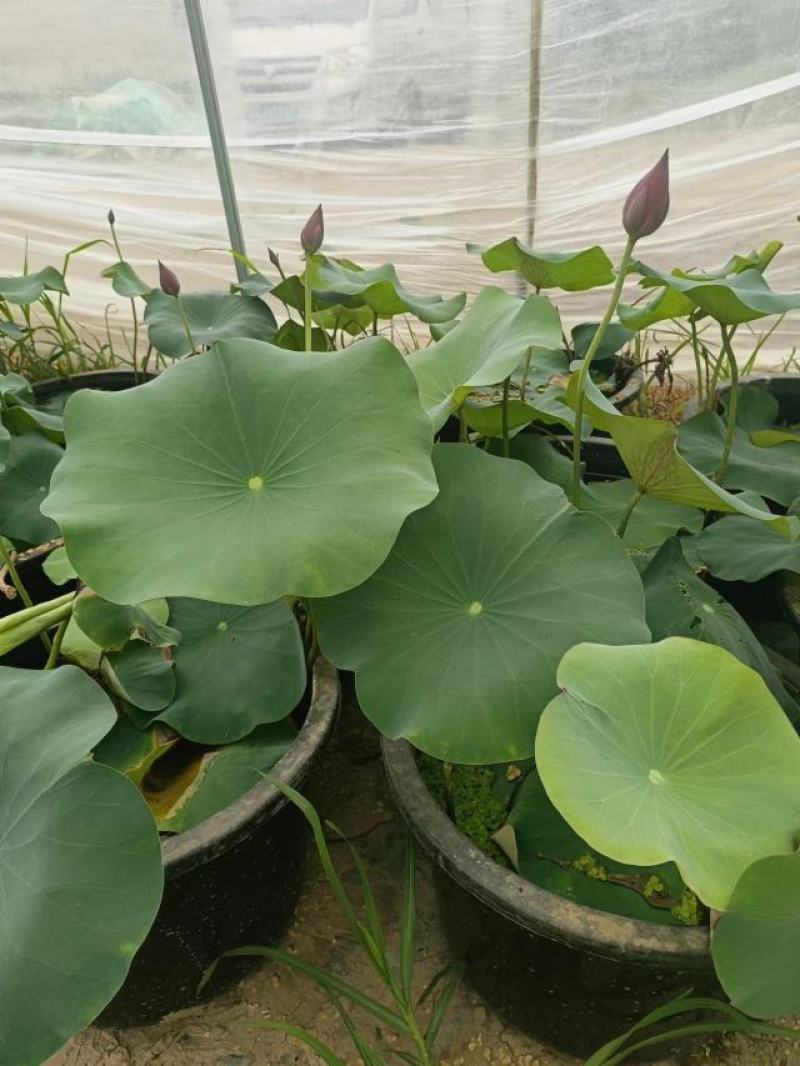 【量大从优】安新荷花各种水生植物品质保证量大从优欢迎