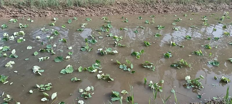 【量大从优】安新荷花各种水生植物品质保证量大从优欢迎