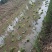 【量大从优】安新荷花各种水生植物品质保证量大从优欢迎