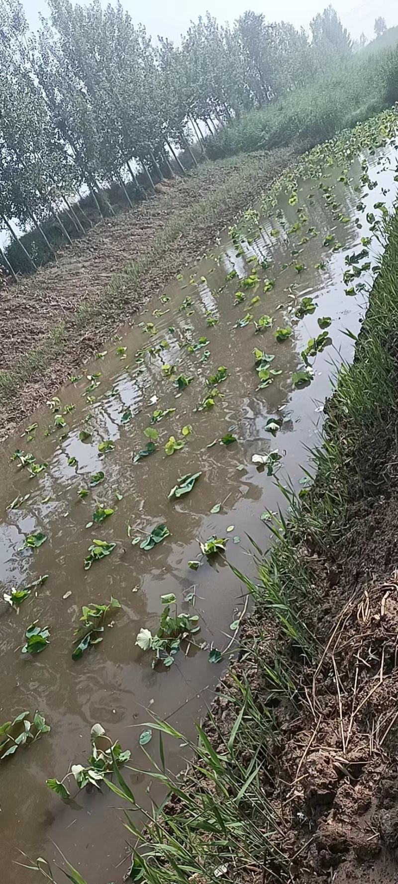 【量大从优】安新荷花各种水生植物品质保证量大从优欢迎
