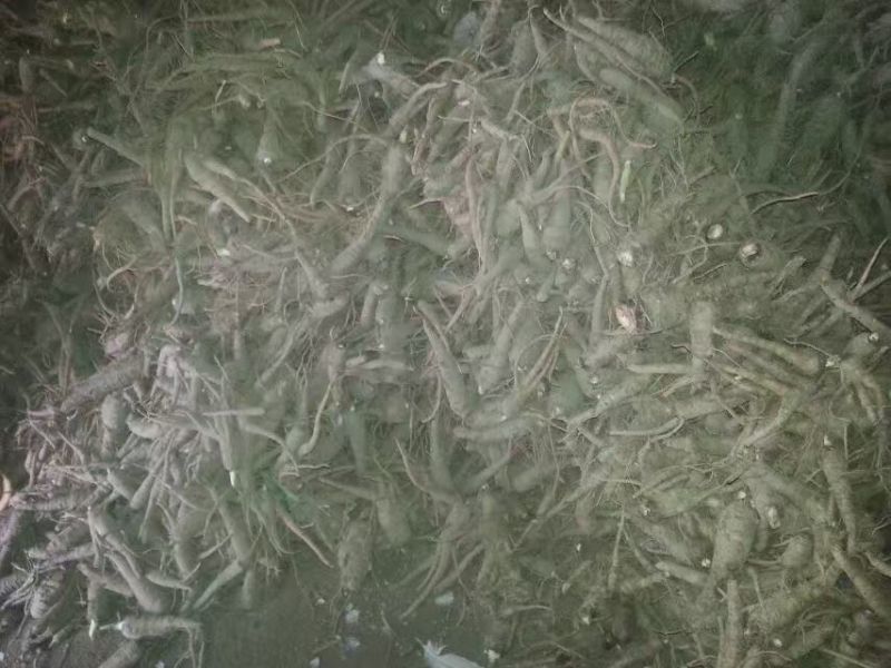 白芷种子种苗可提供专业技术指导，可签回收合同