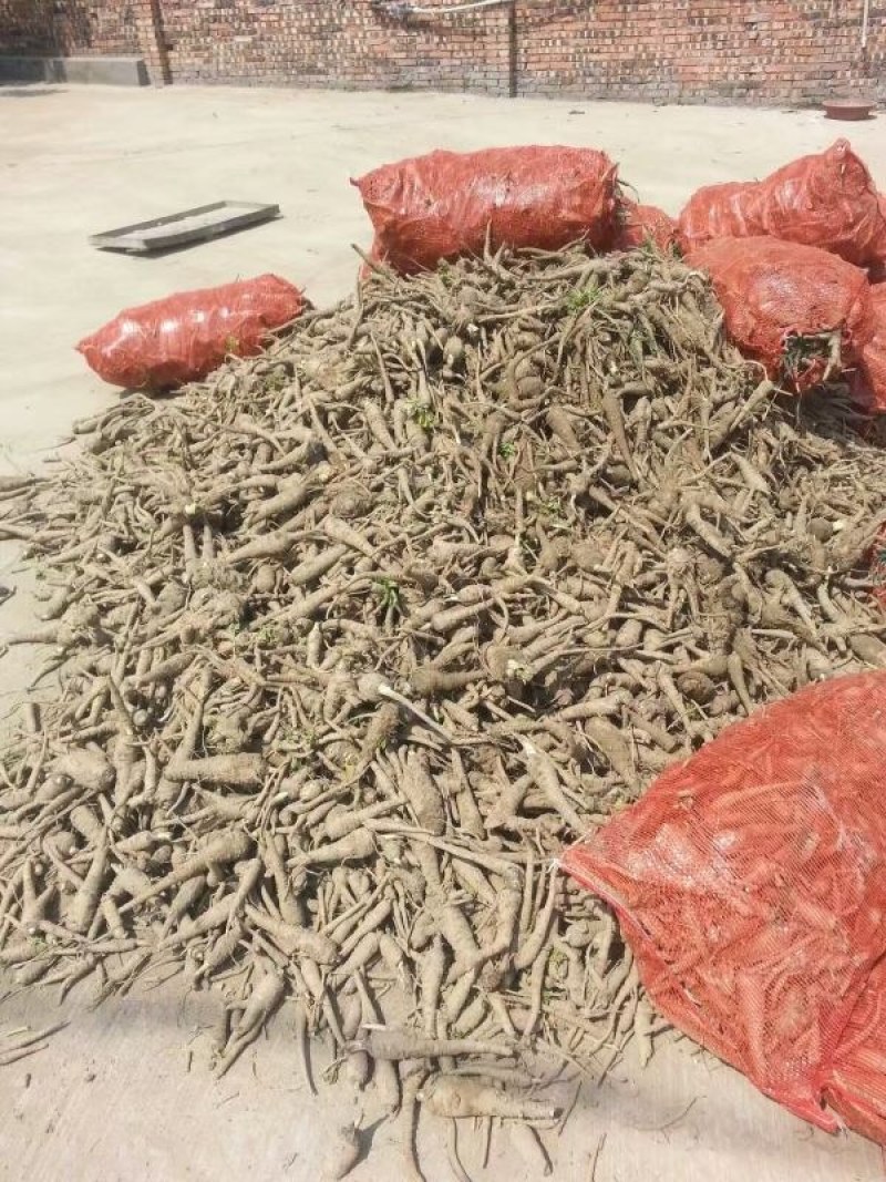 白芷种子种苗可提供专业技术指导，可签回收合同