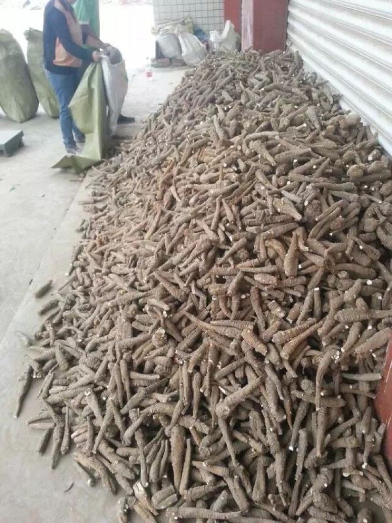 白芷种子种苗可提供专业技术指导，可签回收合同