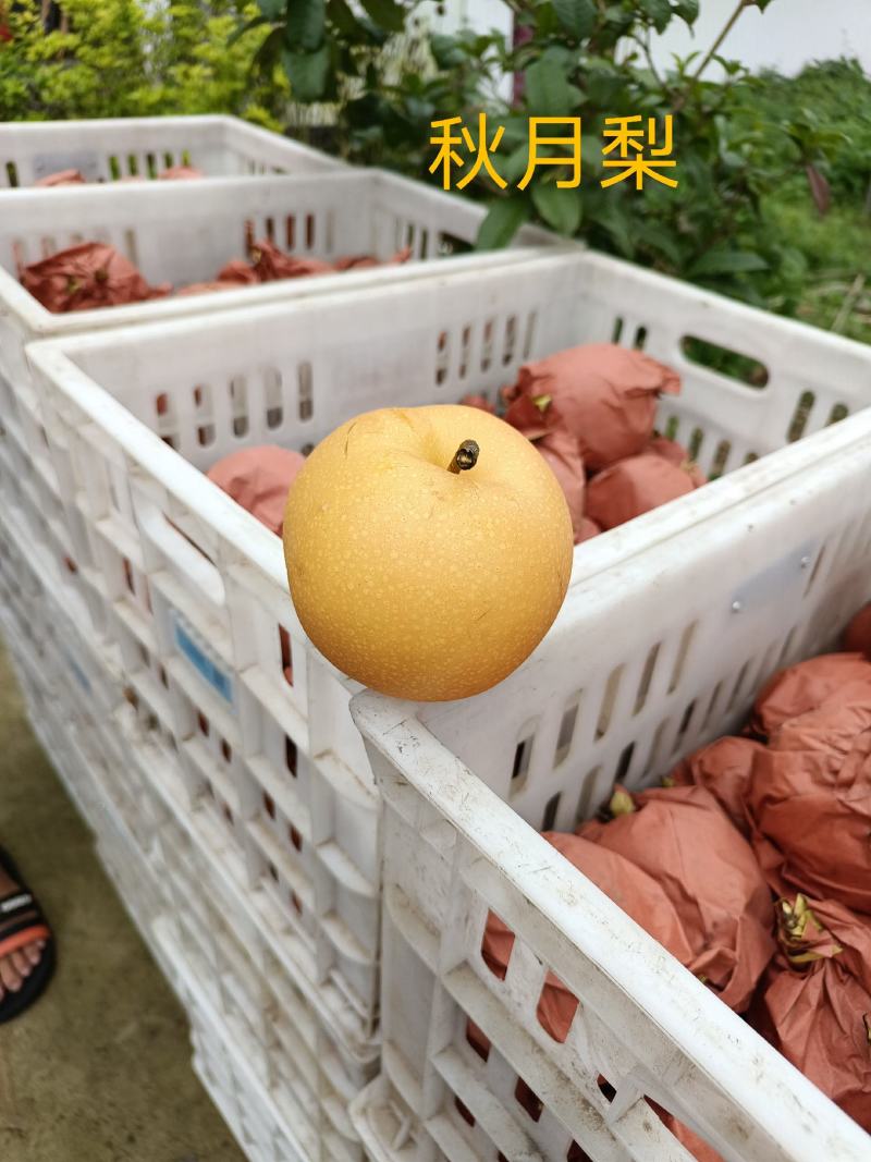 秋月梨