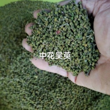 供应中花吳茱萸