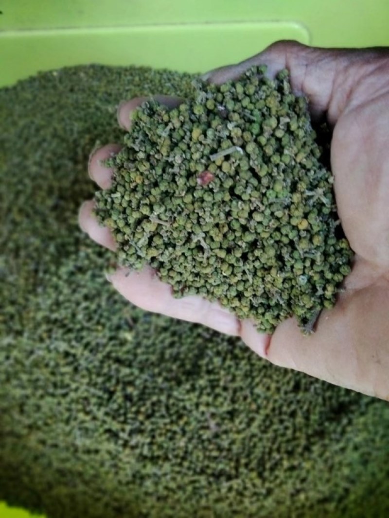供应中花吳茱萸